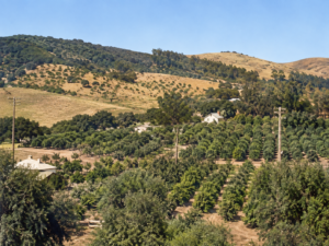 Before Carlmont High School — The Bourdette ranch and orchard, looking north. The Bourdette family home once stood on the property where Carlmont High School is located today. Courtesy of the Belmont Historical Society.