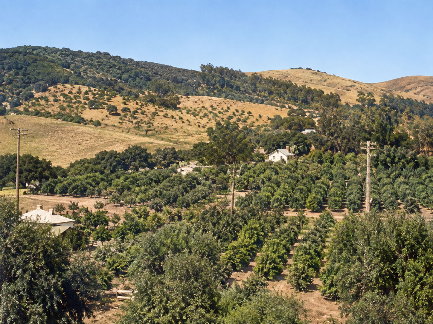 Before Carlmont High School — The Bourdette ranch and orchard, looking north. The Bourdette family home once stood on the property where Carlmont High School is located today. Courtesy of the Belmont Historical Society.